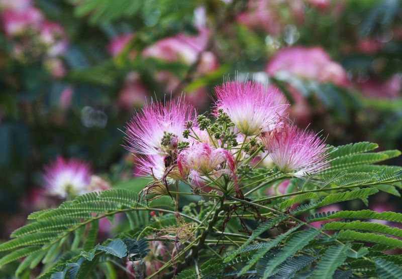 Mimosa Tree Removal in Doylestown, PA