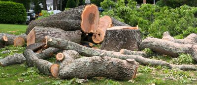 Birch Tree Removal in Reno, NV