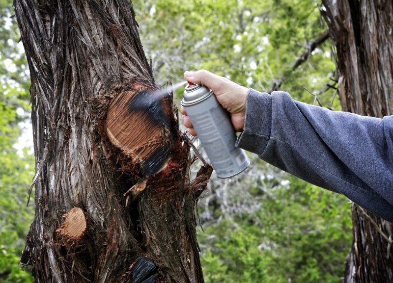 Cedar Tree Pruning in San Jose, CA