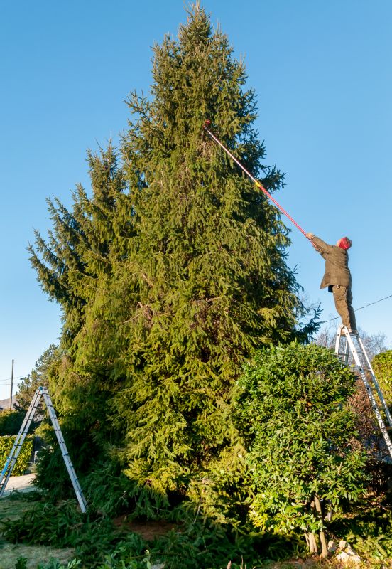 Cedar Tree Trimming in Doylestown, PA