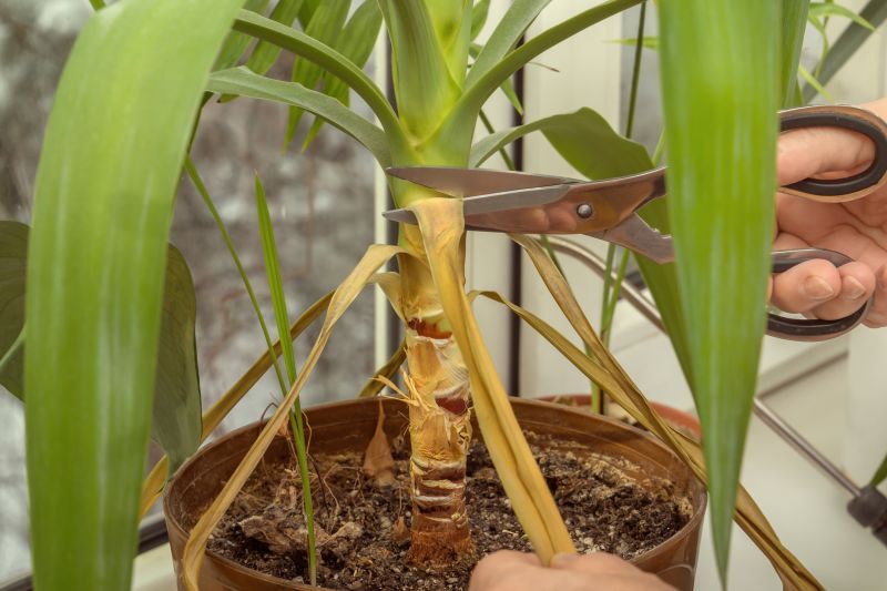 Crape Myrtle Pruning in Ventura County, CA