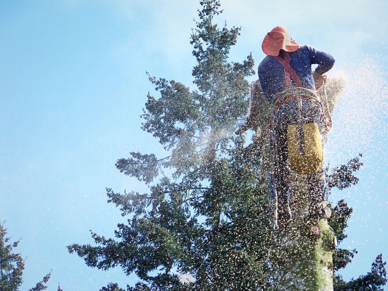 Dead Tree Removal in San Jose, CA