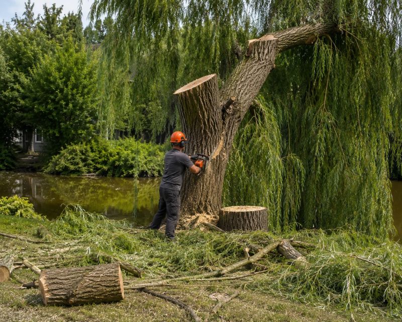 Dogwood Tree Removal in Allentown, PA