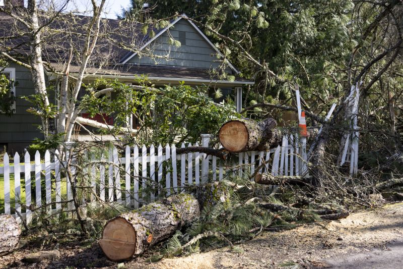 Elm Tree Removal in Pottstown, PA