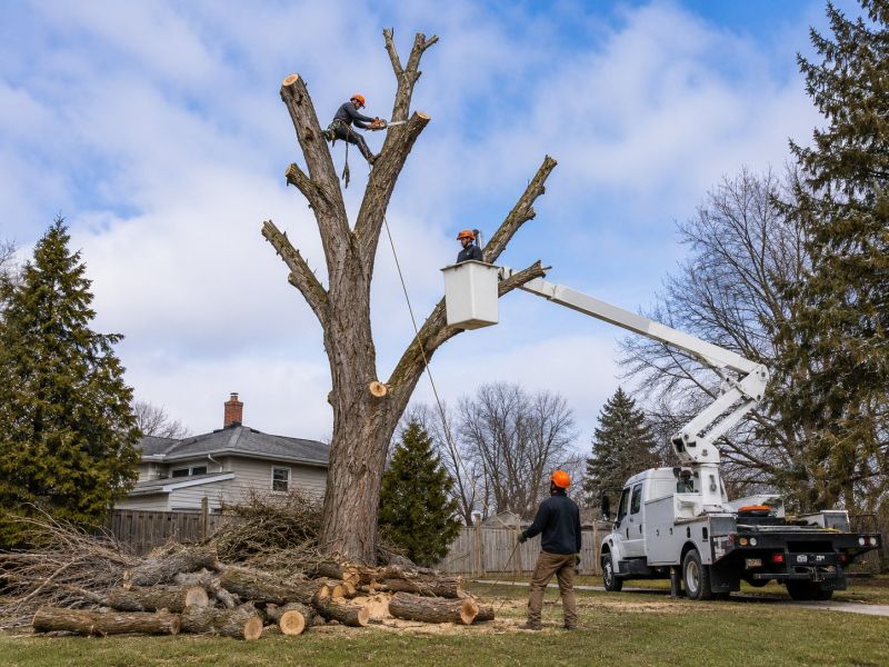 Elm Tree Removal in Doylestown, PA