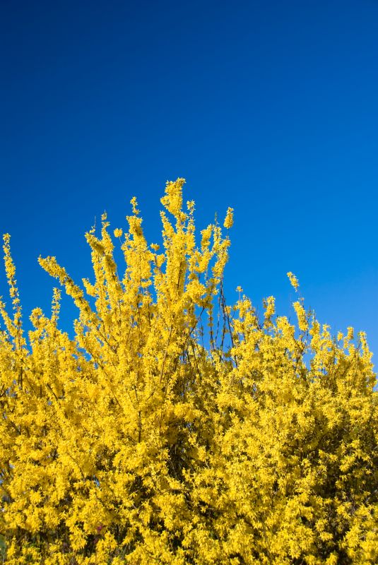 Forsythia Pruning in Aiken, SC