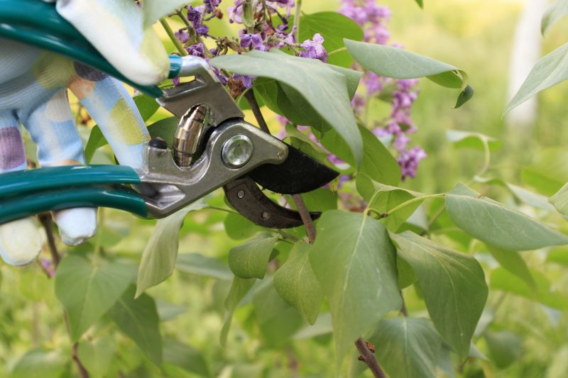 Hydrangea Pruning in Aiken, SC