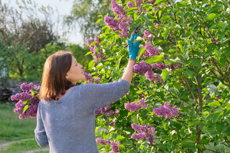 Hydrangea Pruning in Ventura County, CA