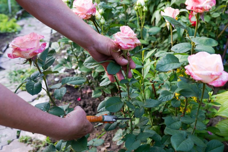 Knockout Roses Pruning in Ventura County, CA