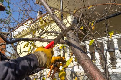 Magnolia Tree Pruning in Allentown, PA
