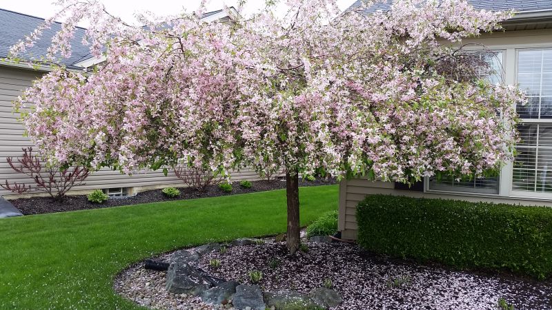 Peach Tree Pruning in Pottstown, PA