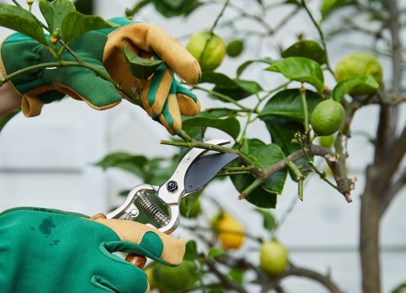 Pear Tree Pruning in San Jose, CA