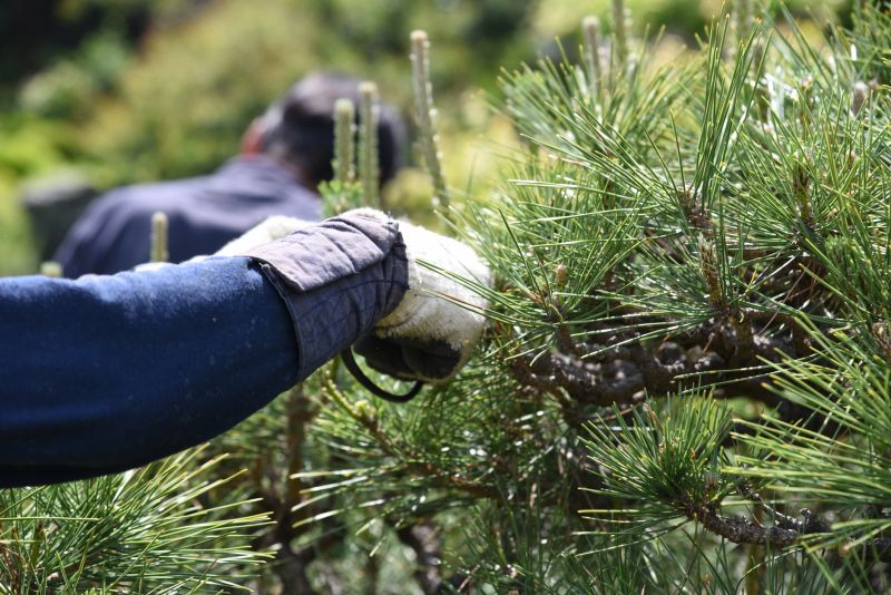 Pear Tree Pruning in Doylestown, PA