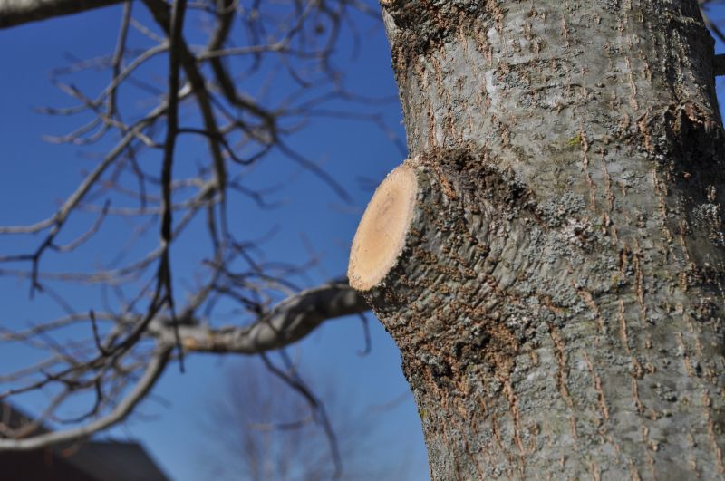 Pear Tree Pruning in Doylestown, PA