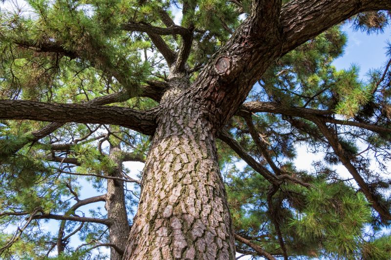 Pine Tree Trimming in Allentown, PA