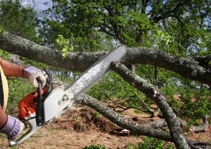 Residential Tree Service in Allentown, PA
