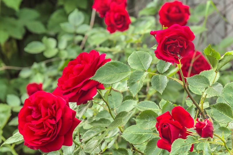 Healthy Blooming Roses