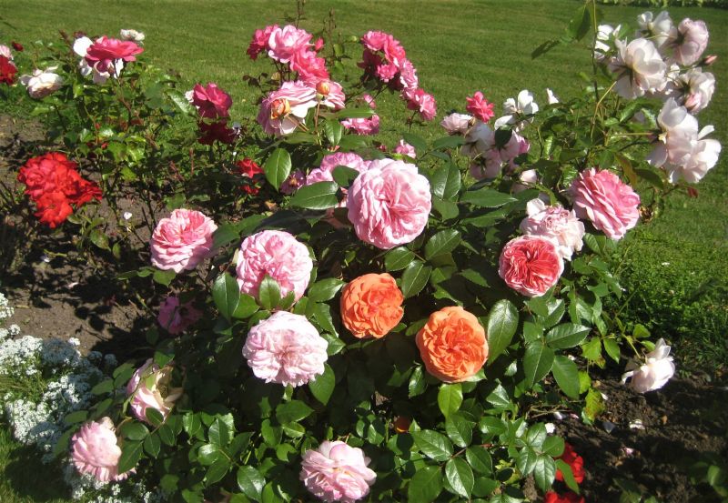 Healthy Rose Garden