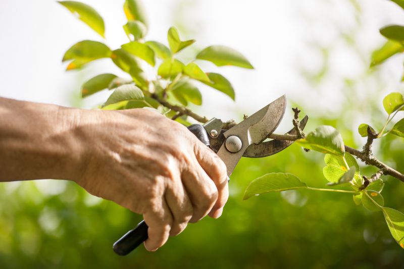 Close-up of Pruning Tools
