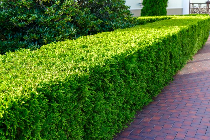 Neatly Trimmed Shrubs