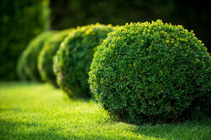 Shrubs Removal in Rockwall, TX