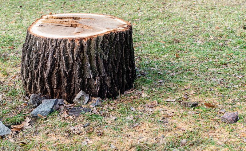 Stump Cutting in Waldorf, MD