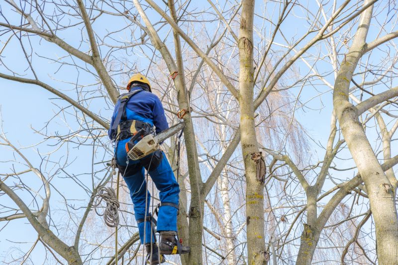 Tree Canopy Thinning in Reno, NV