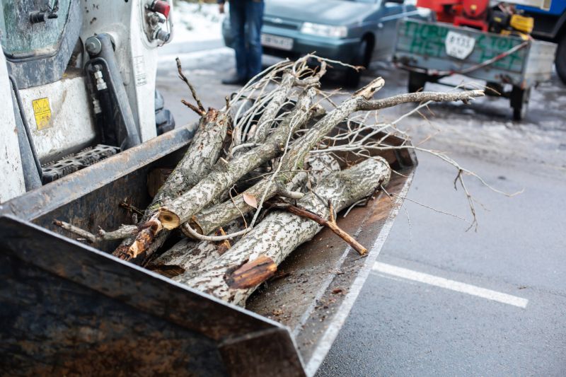 Tree Limbs Removal in Reno, NV