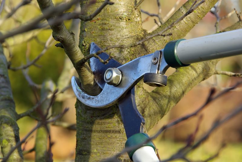 Tree Maintenance Service in San Jose, CA