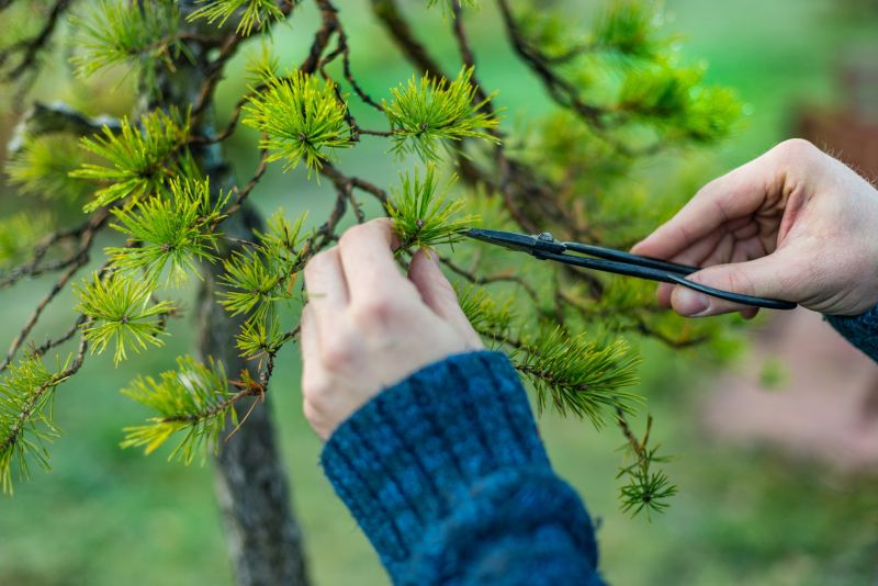 Tree Pruning in Pottstown, PA