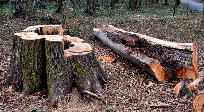 Tree Removal Service in Reno, NV