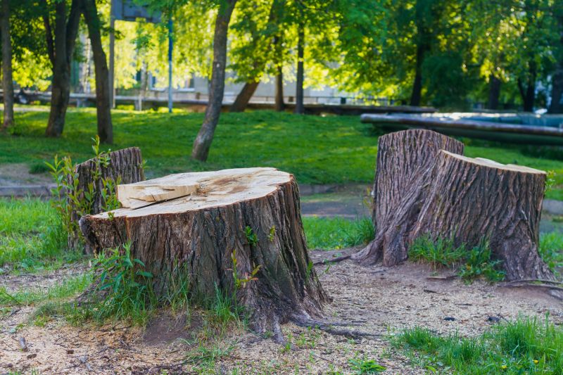 Tree Trunk Removal in Waldorf, MD