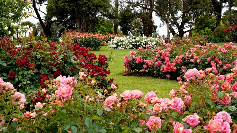 Landscape Design for Roses
