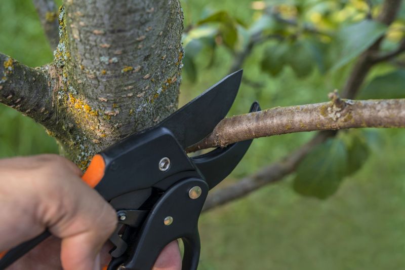 Willow Tree Removal in San Jose, CA